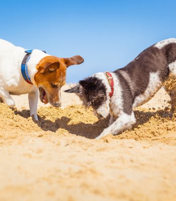 Zwei Hunde buddeln am Strand