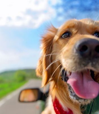 Hund streckt Kopf aus einem Auto