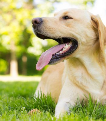 Hund liegt auf einer Rasenfläche