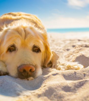 Hund liegt am Strand