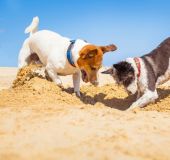 Hunde am Strand