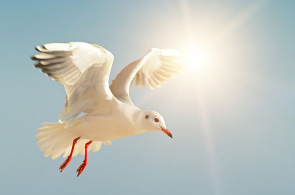 Möwe an der Nordsee